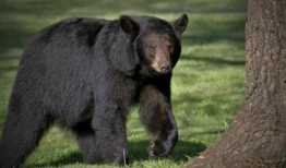 江苏动物园爆料案件最新,惊现动物虐待黑幕，真相令人震惊！